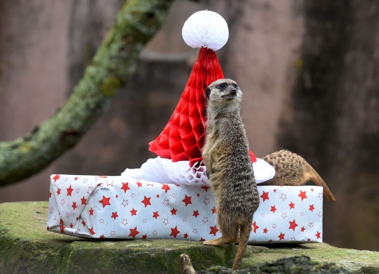 Merry Christmas, мистер Тигр! Как жители зоопарков открывали подарки Merry Christmas, мистер Тигр! Как жители зоопарков открывали подарки