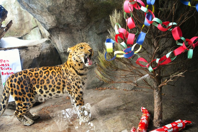 Merry Christmas, мистер Тигр! Как жители зоопарков открывали подарки Merry Christmas, мистер Тигр! Как жители зоопарков открывали подарки
