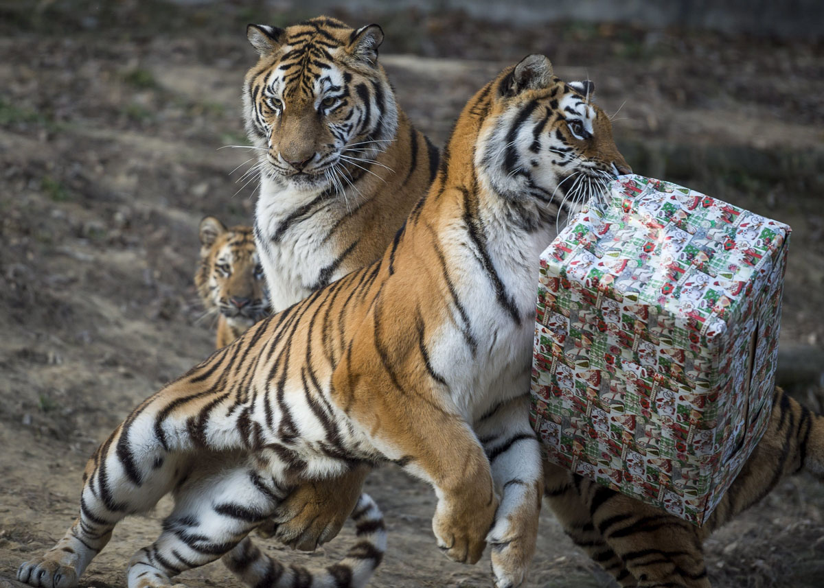 Merry Christmas, мистер Тигр! Как жители зоопарков открывали подарки Merry Christmas, мистер Тигр! Как жители зоопарков открывали подарки
