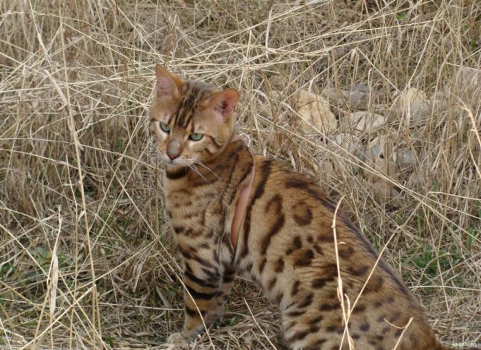 Леопардовая кошка Леопардовая кошка