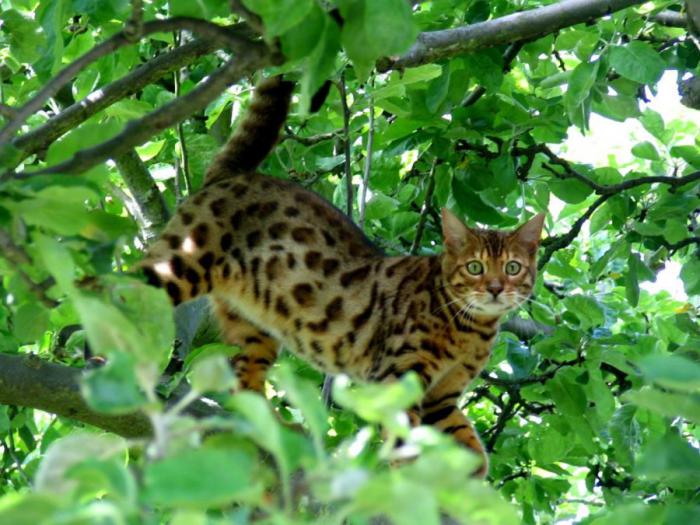 Леопардовая кошка Леопардовая кошка