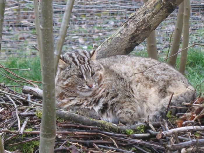 Леопардовая кошка Леопардовая кошка
