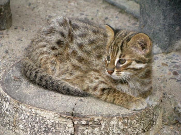 Леопардовая кошка Леопардовая кошка