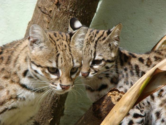Леопардовая кошка Леопардовая кошка