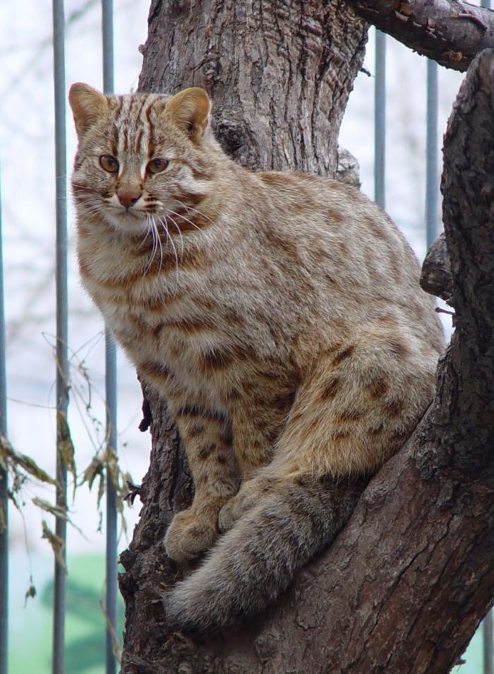 Леопардовая кошка Леопардовая кошка