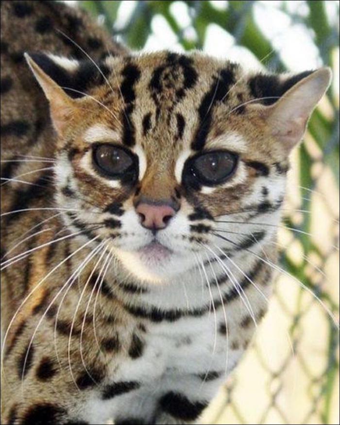 Леопардовая кошка Леопардовая кошка