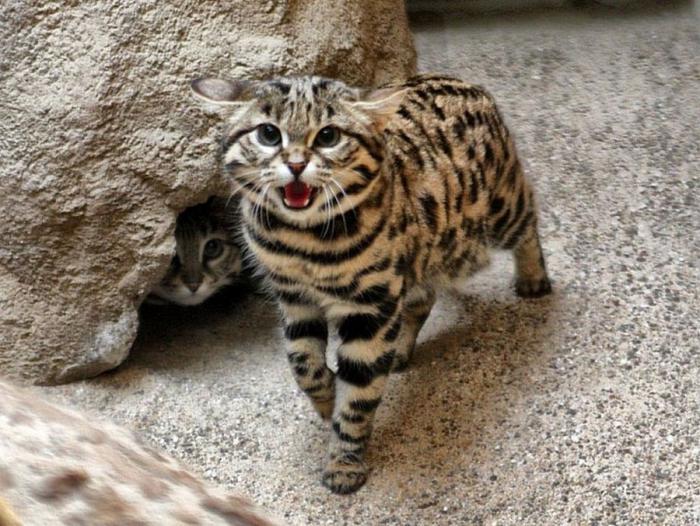 Леопардовая кошка Леопардовая кошка