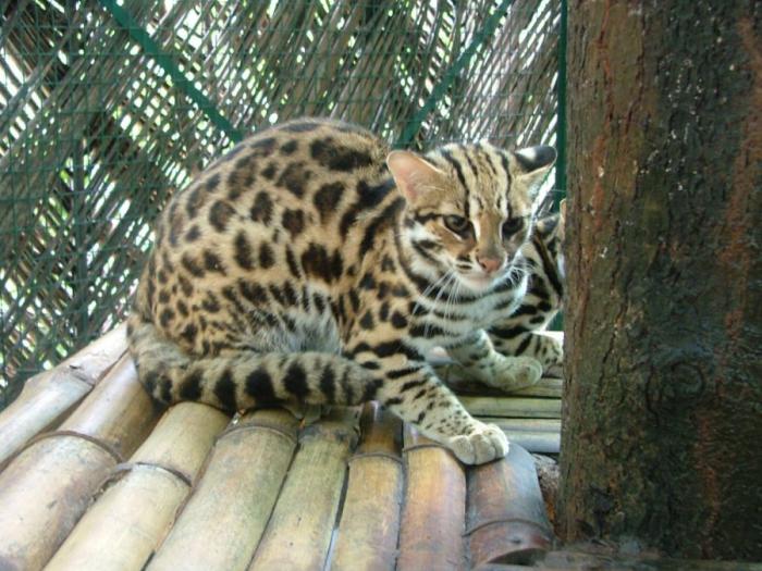 Леопардовая кошка Леопардовая кошка