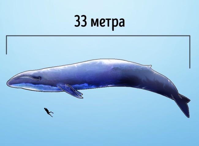10 самых больших животных, которые когда-либо жили 10 самых больших животных, которые когда-либо жили