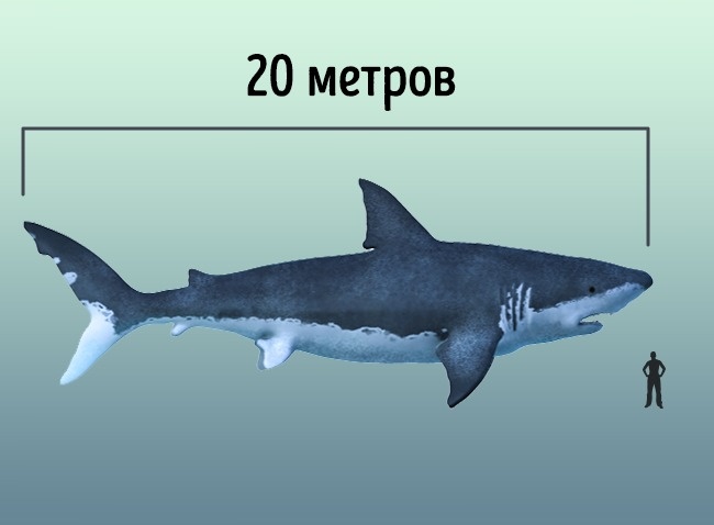 10 самых больших животных, которые когда-либо жили 10 самых больших животных, которые когда-либо жили