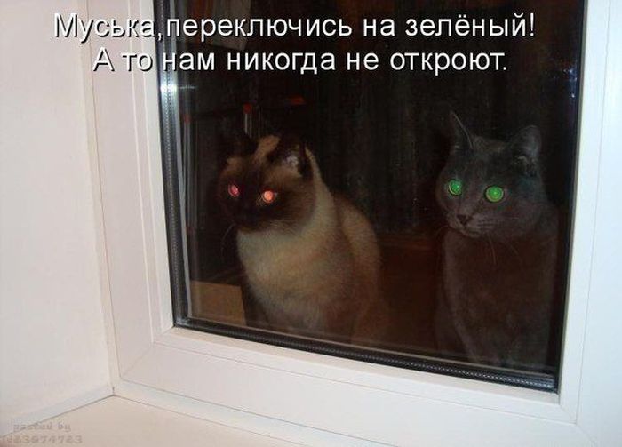 Авто-юмор. Часть 4 (40 фото)