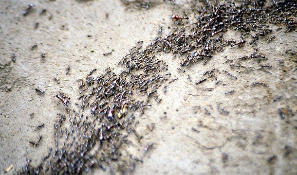 Невероятные факты про Амазонку, которые делают её уникальнейшим местом на Земле Невероятные факты про Амазонку, которые делают её уникальнейшим местом на Земле