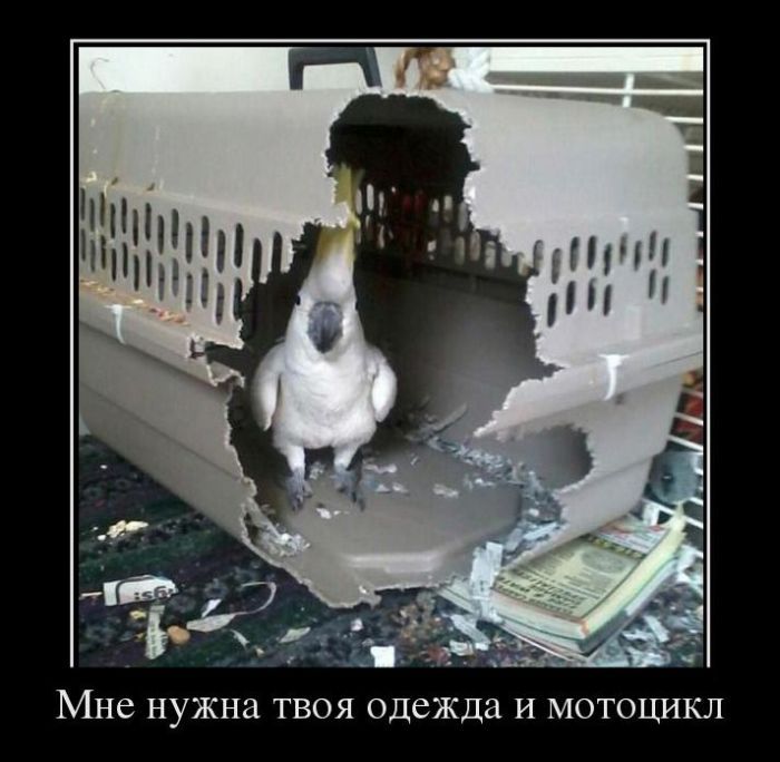 Демотиваторы