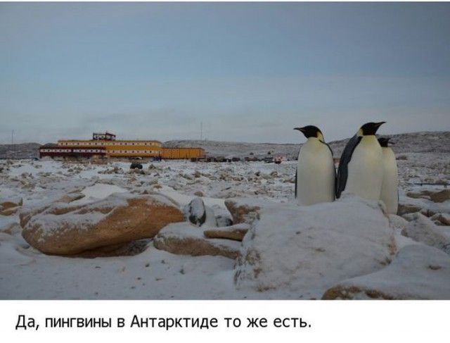 Жизнь в Антарктиде (19 фото)
