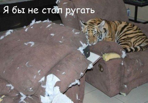 Прикольные картинки (65 фото)