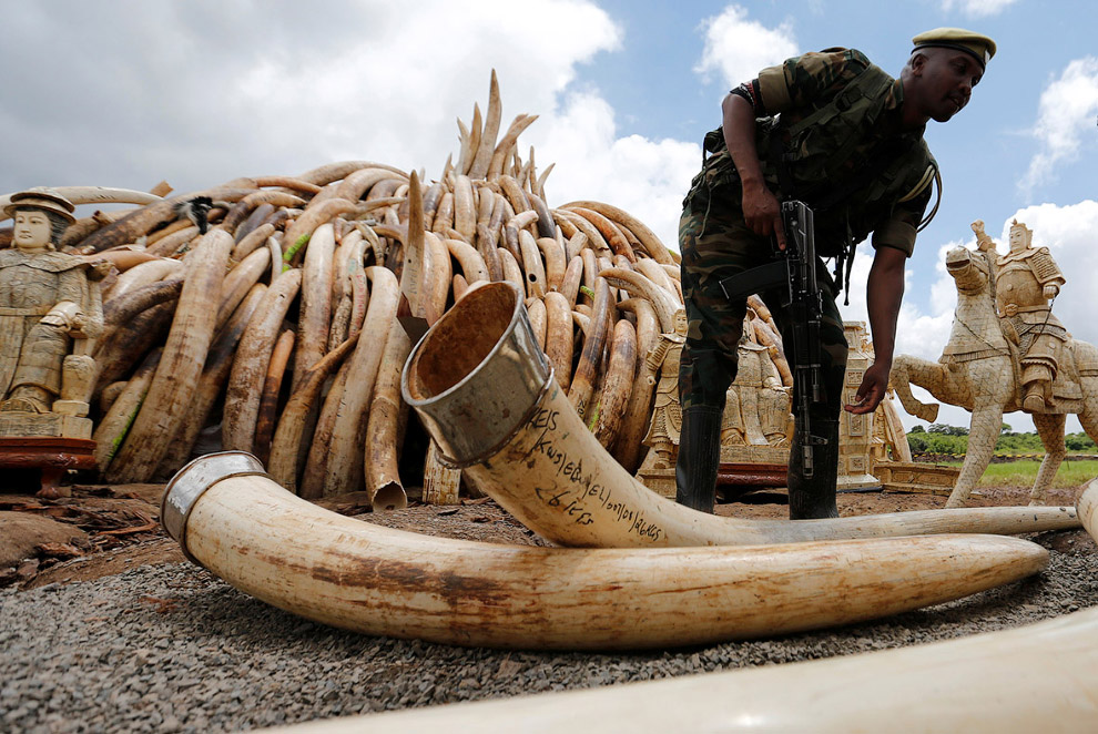 Кладбище слоновой кости Кладбище слоновой кости