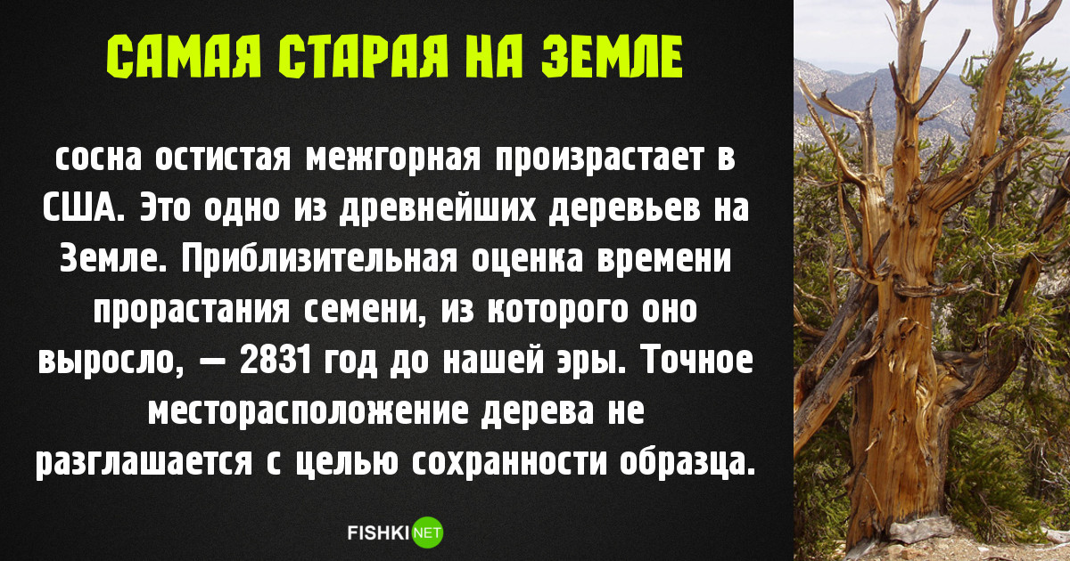 Самое, самое старое на нашей планете