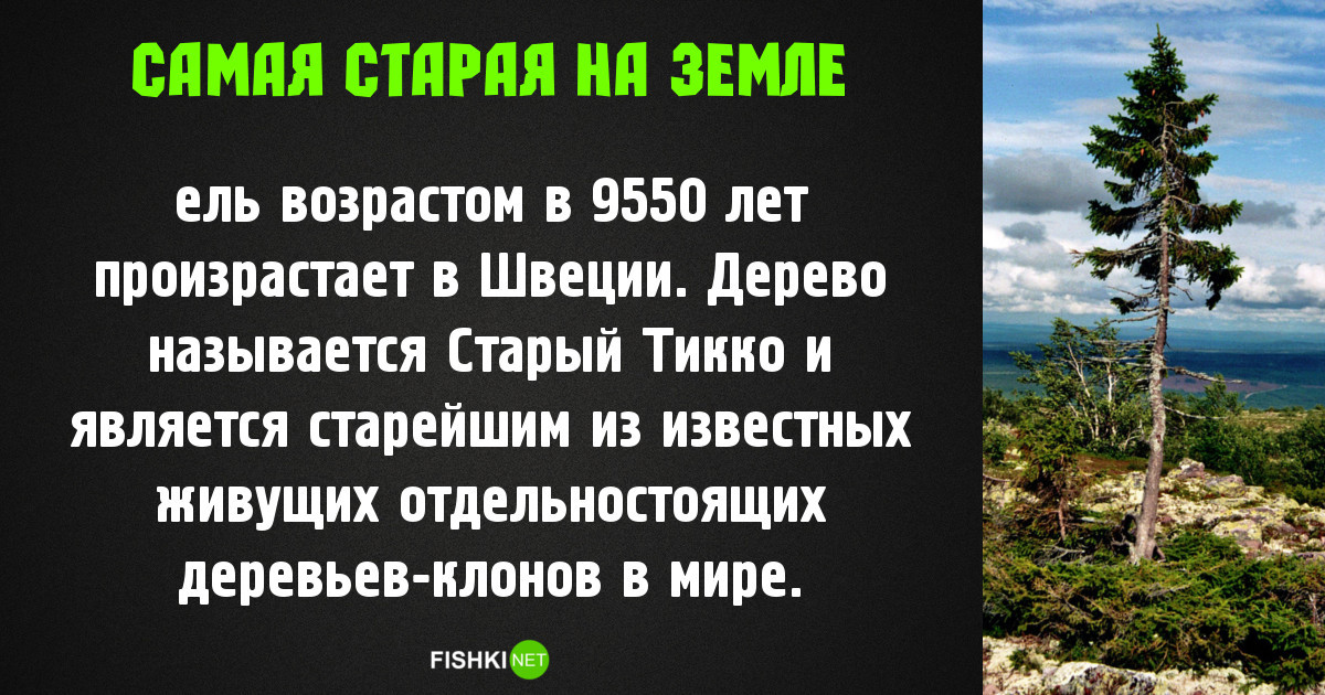 Самое, самое старое на нашей планете