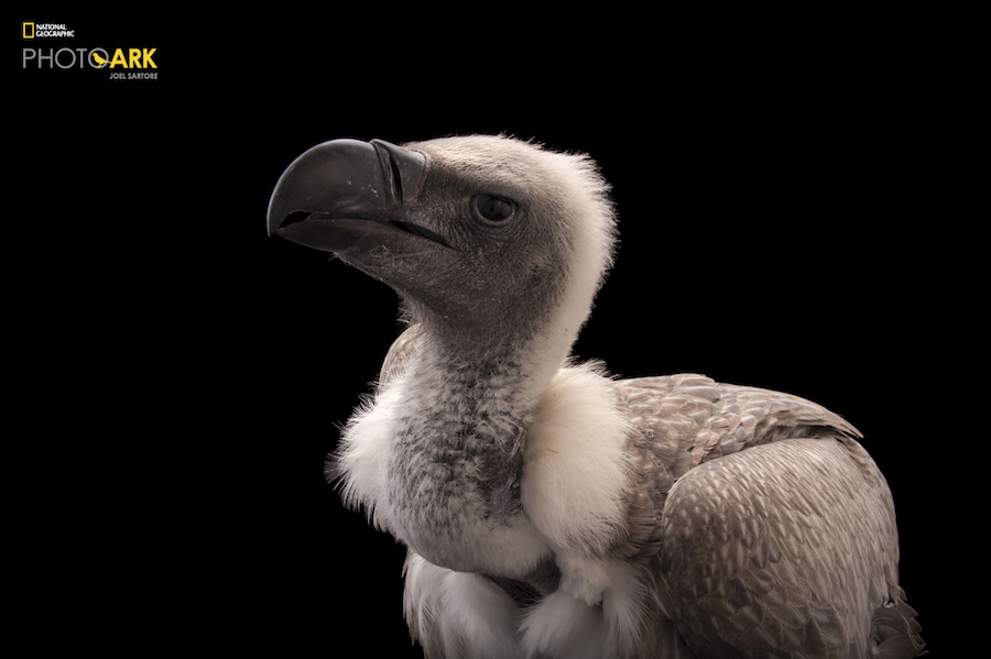 National Geographic начал кампанию, посвященную сохранению исчезающих видов National Geographic начал кампанию, посвященную сохранению исчезающих видов