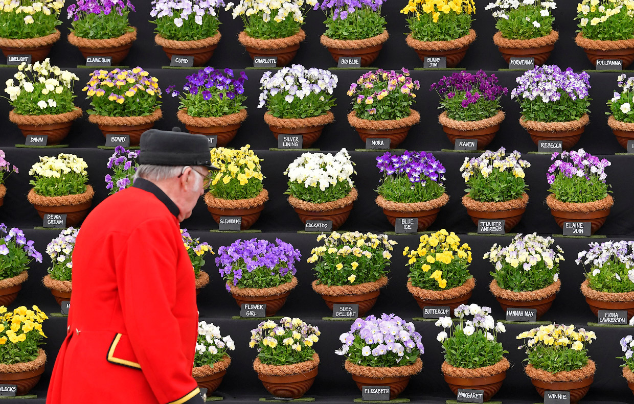 Как прошла крупнейшая европейская цветочная выставка The RHS Chelsea Flower Show 2018