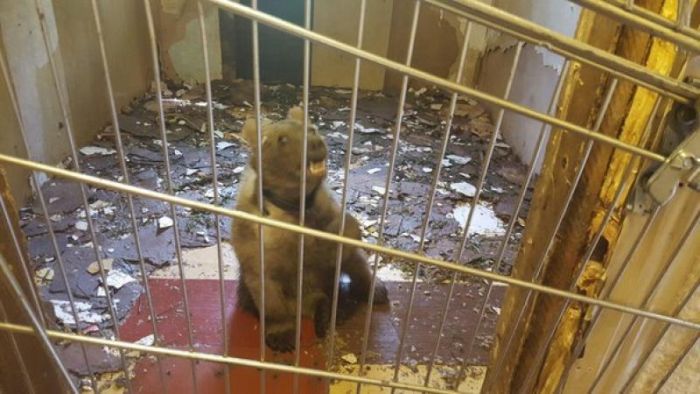 Медвежонка обнаружили в гараже на юге столицы