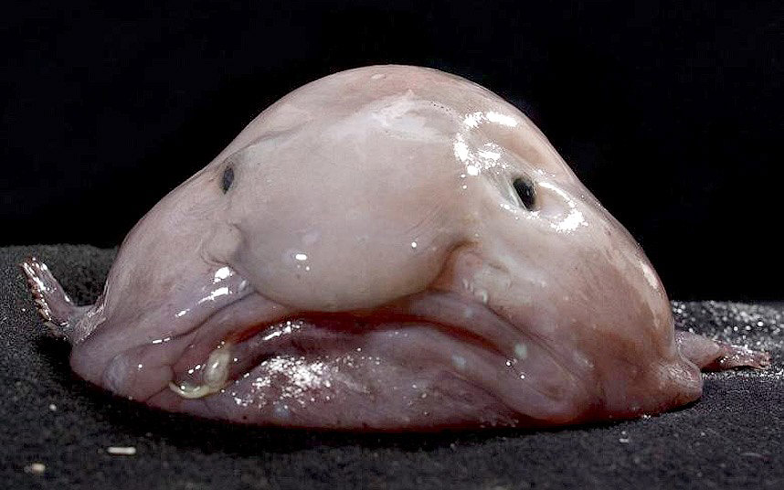 Ужасы морей и океанов Ужасы морей и океанов
