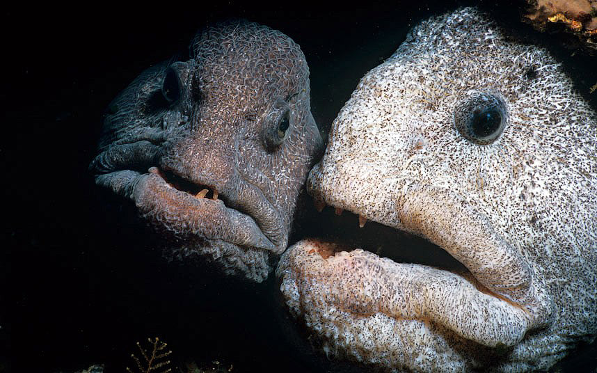 Ужасы морей и океанов Ужасы морей и океанов