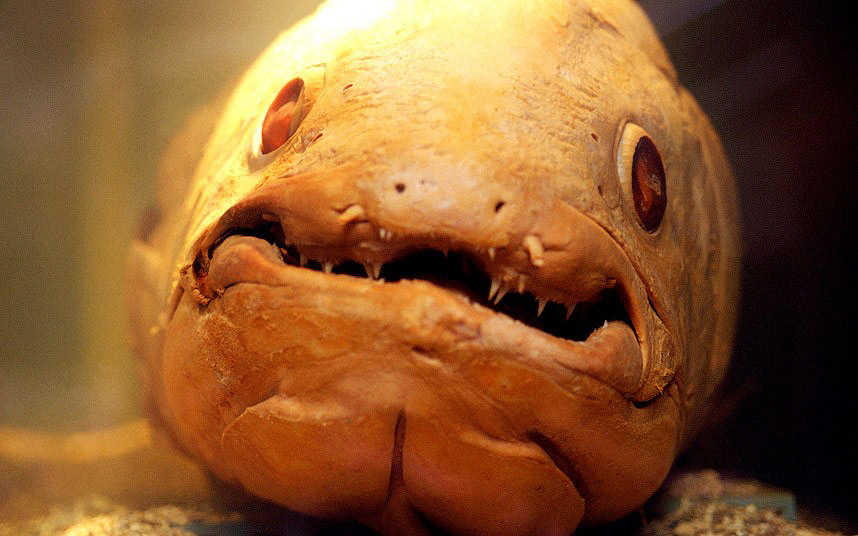 Ужасы морей и океанов Ужасы морей и океанов
