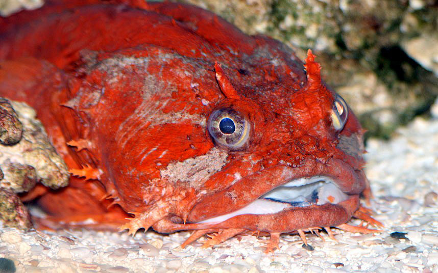 Ужасы морей и океанов Ужасы морей и океанов