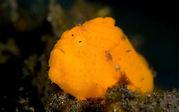 Ужасы морей и океанов Ужасы морей и океанов