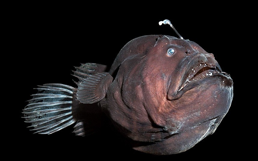 Ужасы морей и океанов Ужасы морей и океанов