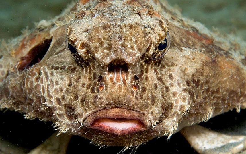 Ужасы морей и океанов Ужасы морей и океанов