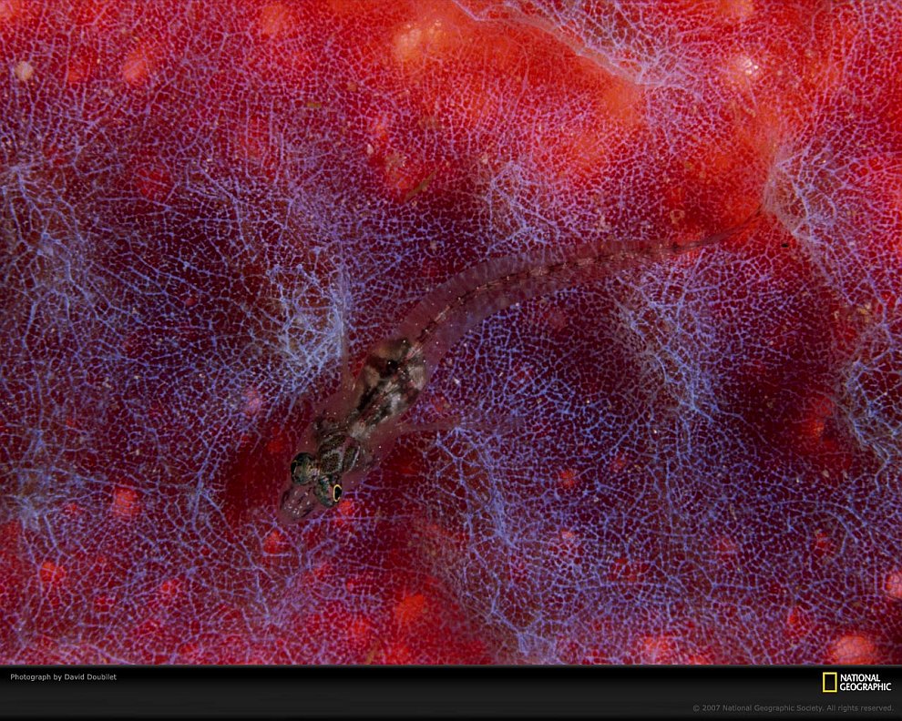 Удивительные жители подводного мира в фотографиях Удивительные жители подводного мира в фотографиях