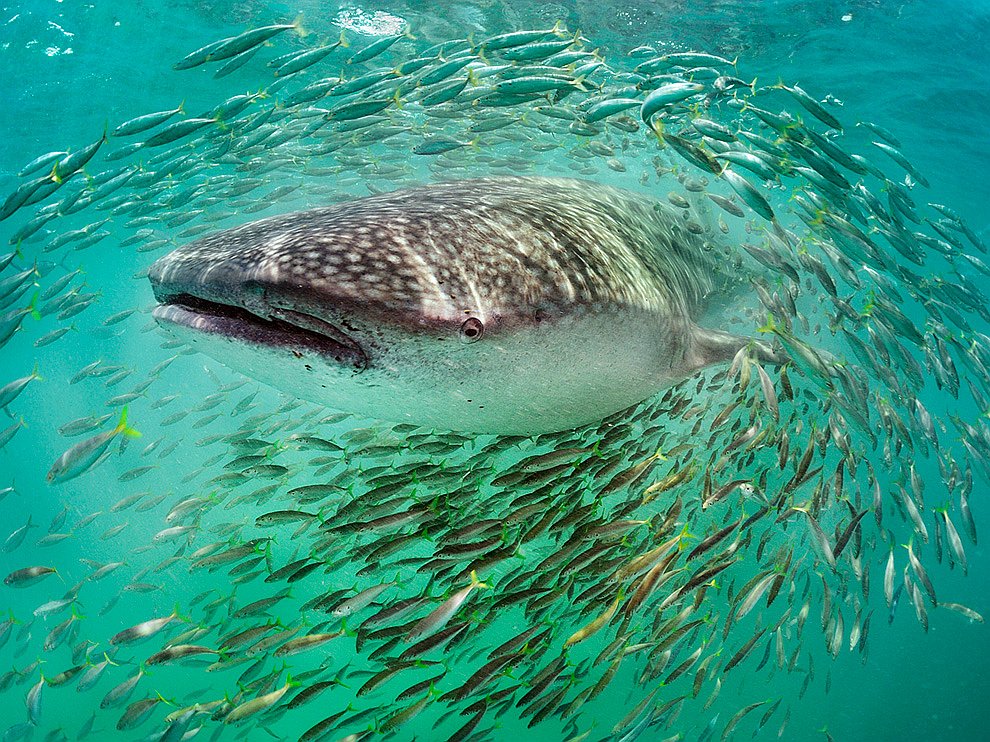National Geographic: лучшие фотографии октября