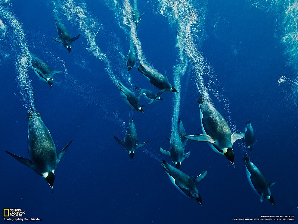 National Geographic: лучшие фотографии октября