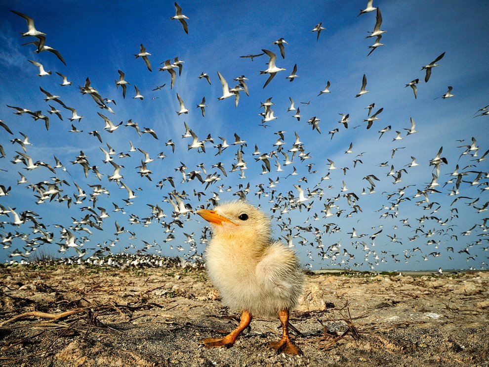 National Geographic: лучшие фотографии октября