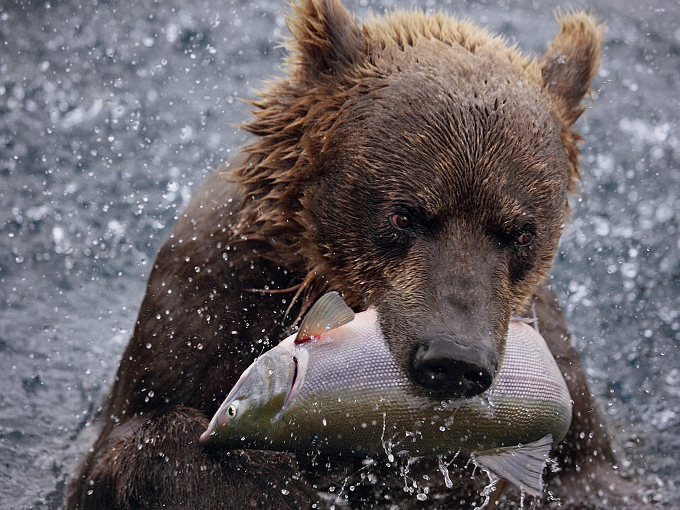 National Geographic: лучшие фотографии октября