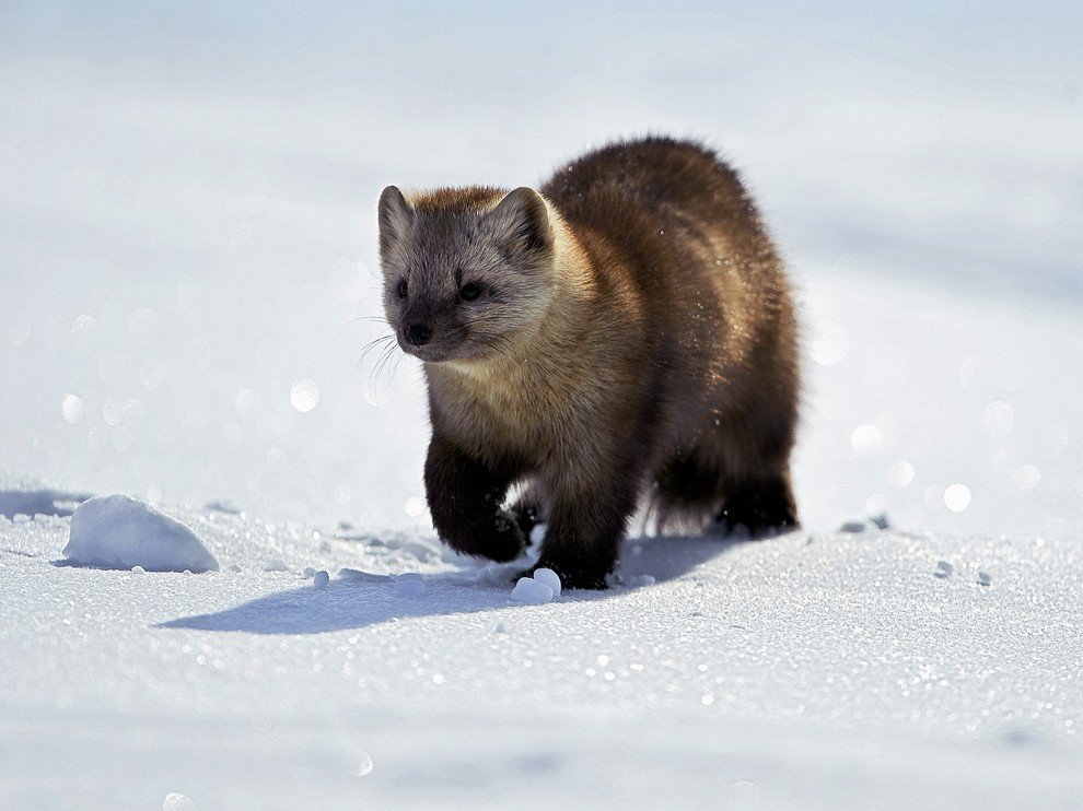 National Geographic: лучшие фотографии октября