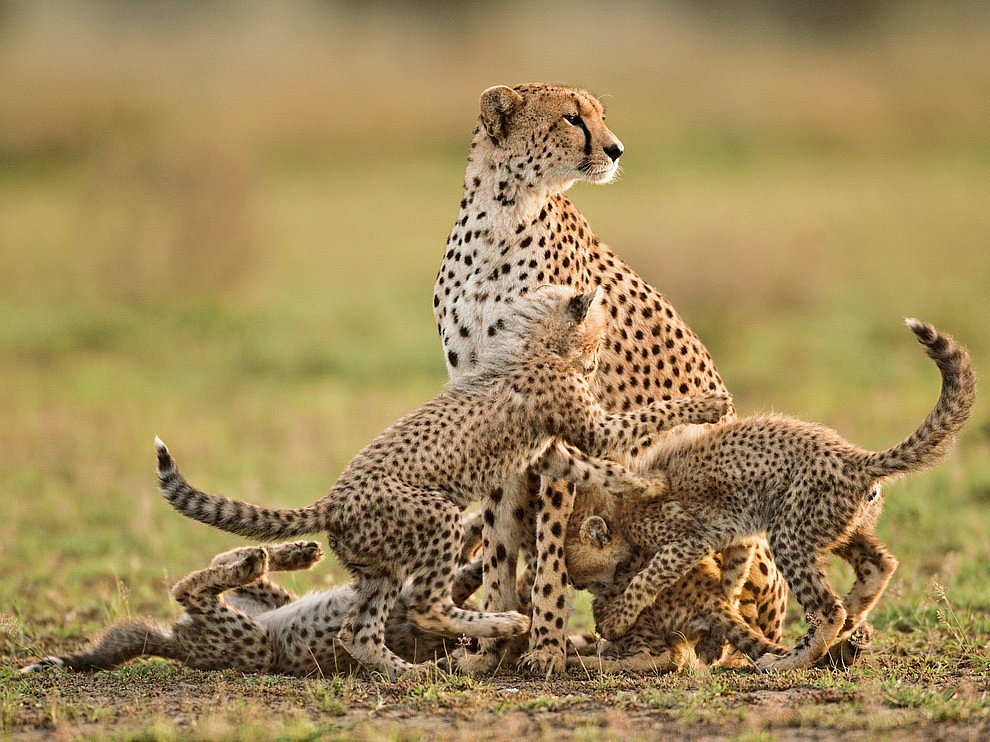 National Geographic: лучшие фотографии октября