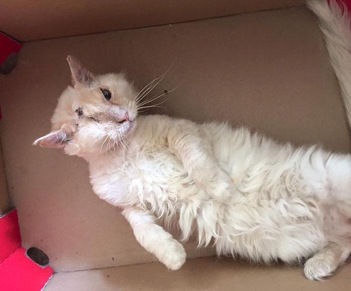 Кота облили кислотой, но он не потерял веру в людей Кота облили кислотой, но он не потерял веру в людей
