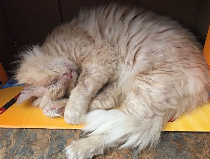 Кота облили кислотой, но он не потерял веру в людей Кота облили кислотой, но он не потерял веру в людей