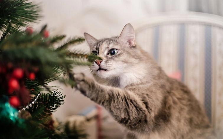 Коты против Рождества или почему новогодние праздники являются любимым временем кошачьих Коты против Рождества или почему новогодние праздники являются любимым временем кошачьих