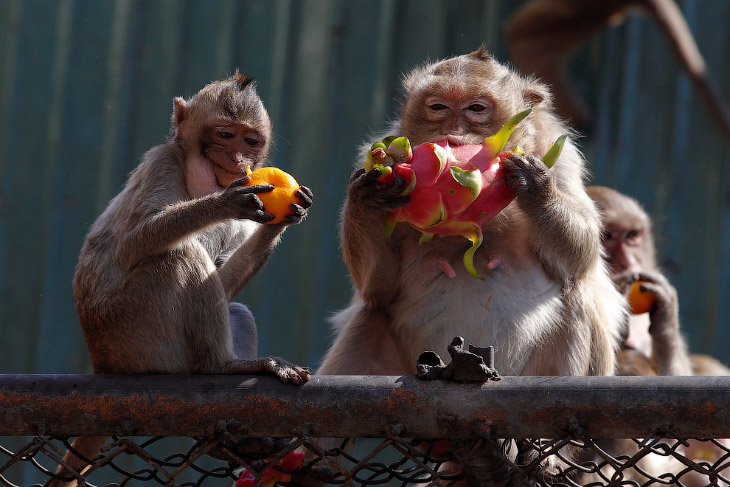 Monkey Buffet Festival: пир для обезьян Monkey Buffet Festival: пир для обезьян