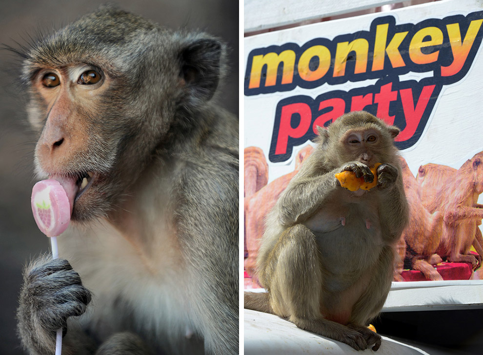 Monkey Buffet Festival: пир для обезьян Monkey Buffet Festival: пир для обезьян