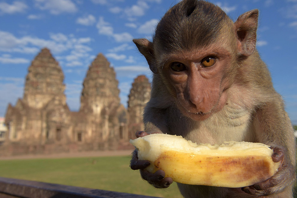 Monkey Buffet Festival: пир для обезьян Monkey Buffet Festival: пир для обезьян