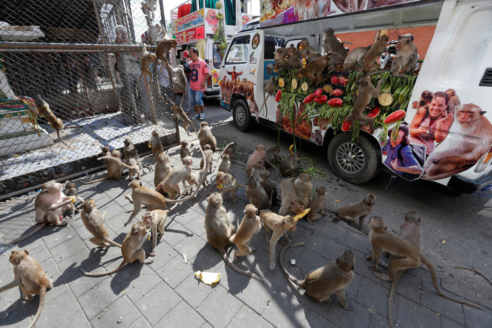 Monkey Buffet Festival: пир для обезьян Monkey Buffet Festival: пир для обезьян