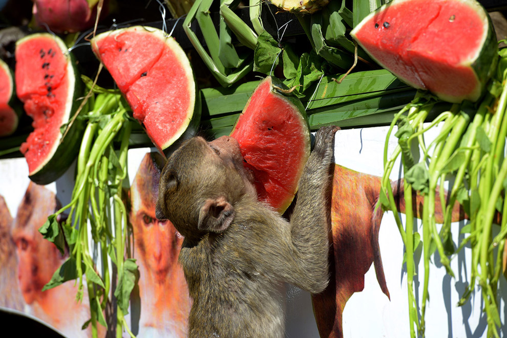 Monkey Buffet Festival: пир для обезьян Monkey Buffet Festival: пир для обезьян