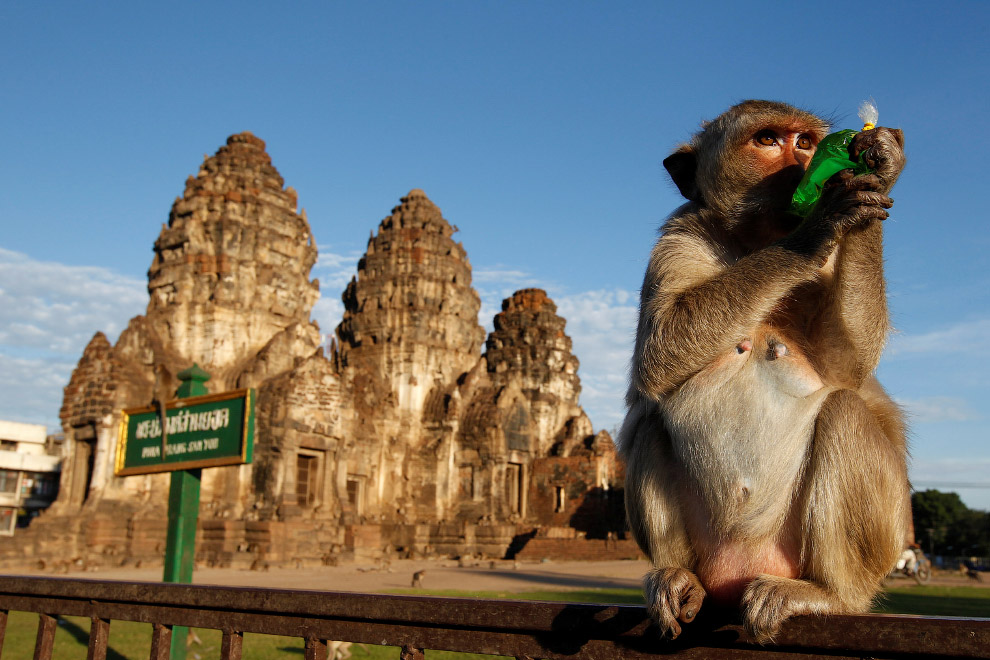 Monkey Buffet Festival: пир для обезьян Monkey Buffet Festival: пир для обезьян