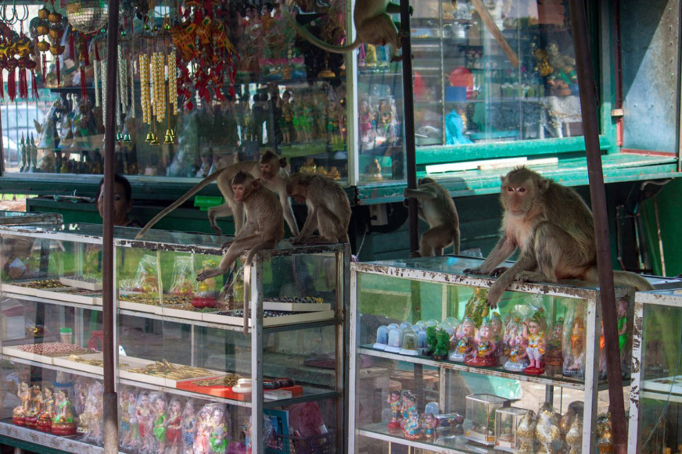 Monkey Buffet Festival: пир для обезьян Monkey Buffet Festival: пир для обезьян
