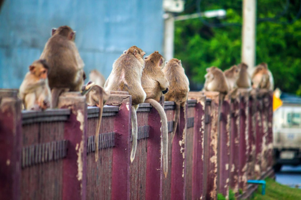 Monkey Buffet Festival: пир для обезьян Monkey Buffet Festival: пир для обезьян